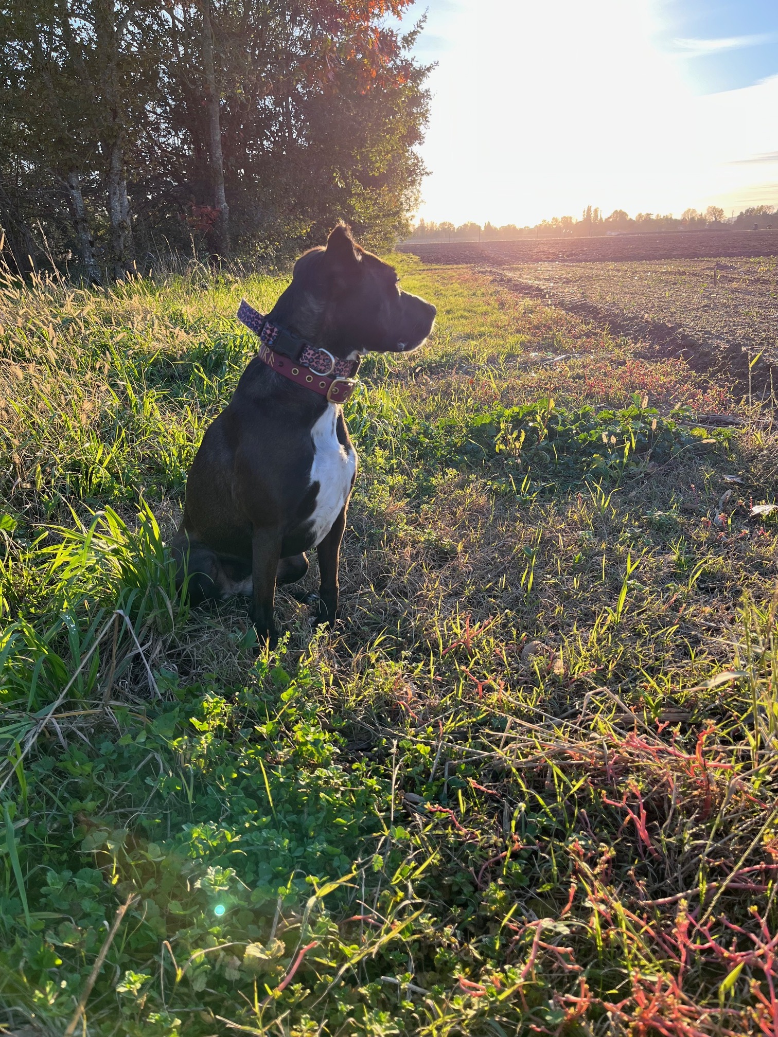 Votre Partenaire en Éducation Canine