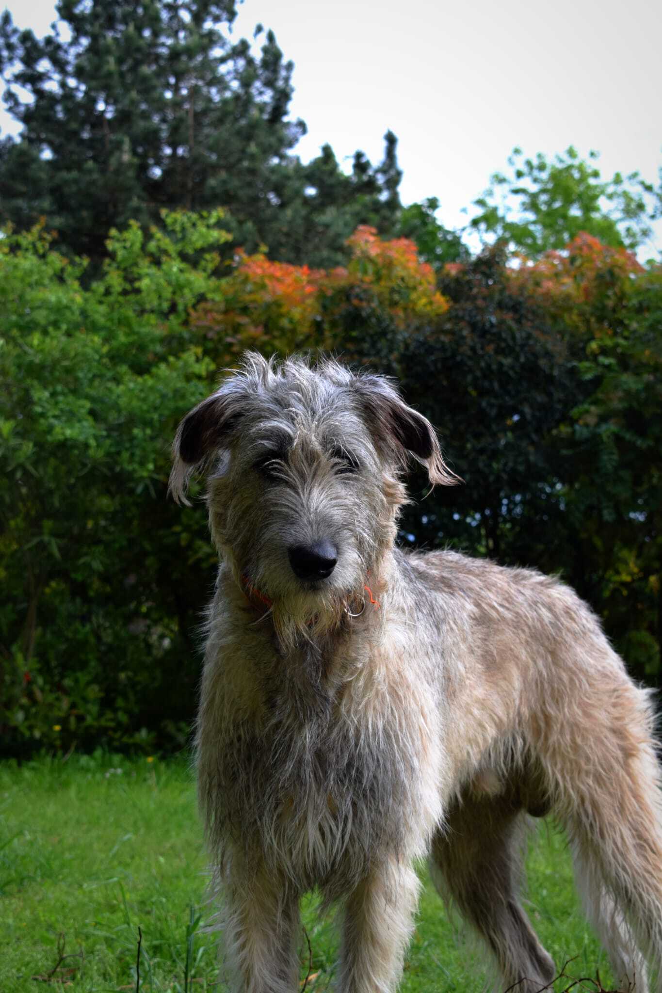 Éducation canine de qualité à Cayrac