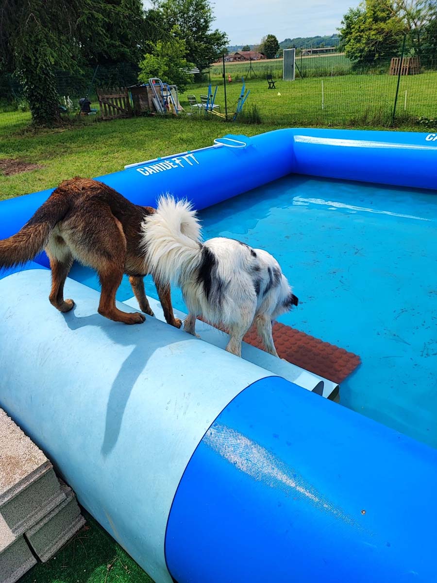 Éducation canine de qualité à Cayrac