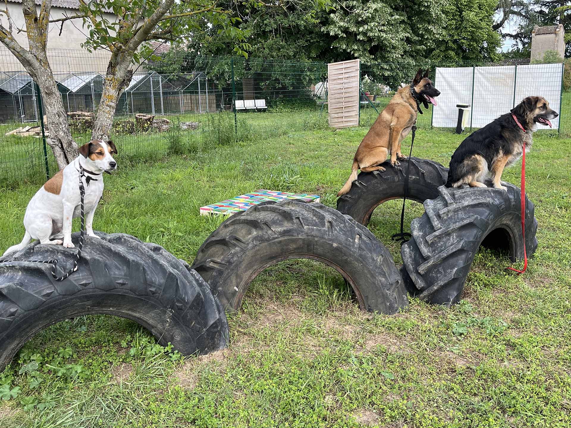 Rééducation canine à Cayrac