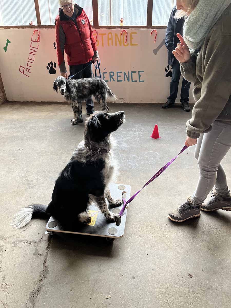 Rééducation canine à Cayrac